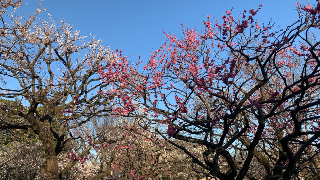 今年は暖かく、東京の公園でもかなり早めに梅の花が咲いています